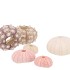 SHELLS URCHIN MIX