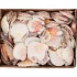 SHELLS NATURE 0,875GR