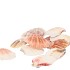 SHELLS NATURE 0,875GR