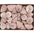 SHELLS TROCHUS MACULATOS 1130GR