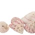 SHELLS TROCHUS MACULATOS 1130GR