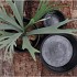 CONCRETE EARS BLACK POT 24X19CM