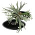 HAVANA SCHAAL OVL DARK GREEN 34X16X23CM