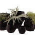 MULTAN BLACK POT 23X19CM NM