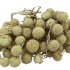 DRY PLATANE APPEL GROEN P/BUNDEL