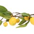 SILK LEMON BRANCH YELLOW 80CM