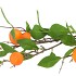SILK CLEMENTINE ORANGE 80CM