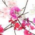SILK CHERRY BLOSSOM WHITE 85CM