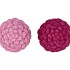 JINGLE FUCHSIA/PINK PINECONE ASS 7X7X10CM NM
