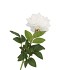 SILK PEONY TAK WHITE 71CM