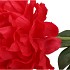 SILK PEONY TAK RED 71CM