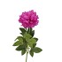 SILK PEONY TAK PINK 71CM