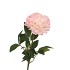 SILK PEONY TAK PEACH 71CM