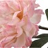 SILK PEONY TAK PEACH 71CM