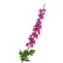SILK DELPHINIUM TAK FUCHSIA 115CM
