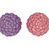 JINGLE PURPLE/PINK PINECONE ASS 7X7X10CM