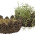CONCRETE NATURAL PINECONE BOWL ROUND EDGE 22X22X11CM NM