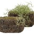 CONCRETE NATURAL PINECONE BOWL OVAL 22X12X11CM NM