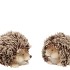 HEDGEHOG WOLLY DUO ASS 13X8X8CM NM