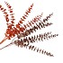 PICK SHINE EUCALYPTUS COPPER/BRONZE 80CM ASS NM