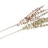 PICK SHINE EUCALYPTUS CHAMPAGNE/GOLD 80CM ASS NM