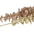 PICK SHINE EUCALYPTUS CHAMPAGNE/GOLD 80CM ASS NM