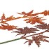 PICK SHINE MAPLE COPPER/BRONZE 44CM ASS PER 12 NM