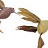 DECO SHINE BIRD HUMMING CHAMPAGNE/GOLD 16CM ASS NM
