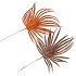 PICK SHINE PALM COPPER/BRONZE 36CM ASS PER 12