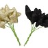 PICK SHINE STAR BLACK/CHAMPAGNE 4X7CM ASS PER 96 NM