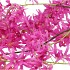 SILK WISTERIA PURPLE 130CM NM