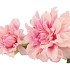 SILK DAHLIA 2X LIGHT PINK REAL TOUCH 60CM