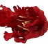 SILK TULIP PAPAGAYO RED 64CM