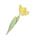 SILK TULIP PAPAGAYO YELLOW 64CM