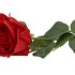 SILK ROSE REAL TOUCH OPEN RED 43CM