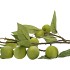 SILK APPLE PLUM CLAUDE GREEN 76CM NM