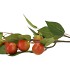 SILK APPLE PLUM CLAUDE RED/GREEN 76CM NM
