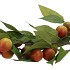 SILK APPLE PLUM CLAUDE RED/GREEN 90CM NM