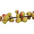 SILK APPLE SENTINEL RED/GREEN 66CM NM