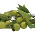 SILK APPLE PLUM CLAUDE GREEN 90CM NM