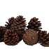 NATURE PINECONE NATURAL ASS P/12
