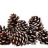 NATURE PINECONE NATURAL WHITE ASS P/12