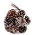 NATURE PINECONE NATURAL WHITE ASS P/12