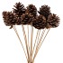 PICK NAT PINECONE NATURAL 50CM ASS P/12