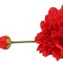 SILK DAHLIA SPIKE FIERY RED 78CM NM