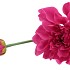 SILK DAHLIA SPIKE PINK 78CM NM