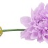 SILK DAHLIA SPIKE LIGHT PURPLE 78CM NM