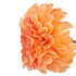 SILK DAHLIA BOLD ORANGE 68CM NM