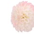 SILK DAHLIA BOLD WHITE/LIGHT PINK 68CM NM