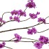 SILK CHERRY BLOSSOM DARK PURPLE 126CM NM